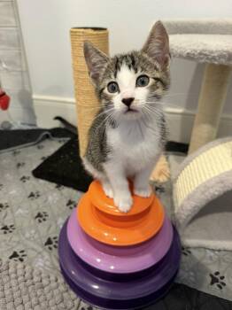 Celine -  Domestic Short Hair Cat for Adoption in The Woodlands, Texas - Celine | PetCurious
