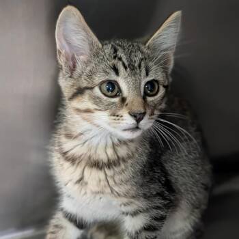 Mattel -  Domestic Short Hair Cat for Adoption in Cape Girardeau, Missouri - Mattel | PetCurious