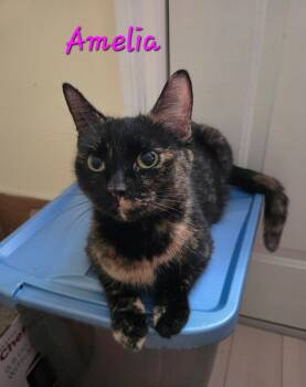 Amelia -  Domestic Short Hair Cat for Adoption in Kitchener, Ontario - Amelia | PetCurious