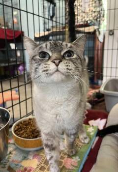 Gretchen -  Domestic Short Hair Cat for Adoption in Warren, Ohio - Gretchen | PetCurious