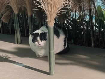 Rescue Domestic Short Hair Cats for Adoption in Elyria, Ohio - Holstein | PetCurious