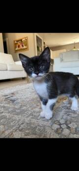 Rescue Domestic Short Hair Cats for Adoption in Hopkinsville, Kentucky - Marilyn | PetCurious
