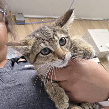 Dionysus -  Domestic Short Hair Cat for Adoption in Leander, Texas - Dionysus | PetCurious