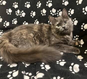 Rainbow Pickle (bonded to Creamsicle) -  Domestic Medium Hair and Tortoiseshell Cat for Adoption in Dublin, Ohio - Rainbow Pickle (bonded To Creamsicle) | PetCurious