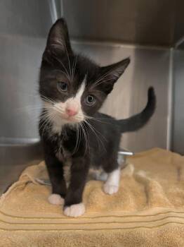 Rescue Domestic Short Hair Cats for Adoption in Hilton Head Island, South Carolina - Hermes | PetCurious