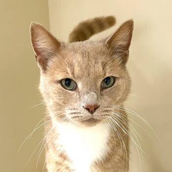 Domestic Short Hair Cats Available for Adoption - Scotch | PetCurious