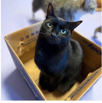 Jeffrey -  Bombay and Domestic Short Hair Cat for Adoption in Boca Raton, Florida - Jeffrey | PetCurious