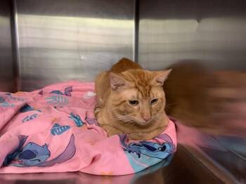 PICO -  Domestic Short Hair Cat for Adoption in Grand Prairie, Texas - PICO | PetCurious