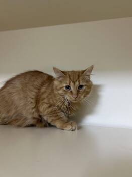Ginger -  Domestic Long Hair Cat for Adoption in Lancaster, Pennsylvania - Ginger | PetCurious