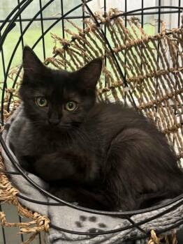Rogue -  Domestic Long Hair Cat for Adoption in Covington, Virginia - Rogue | PetCurious