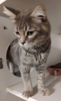Daemon -  Domestic Medium Hair Cat for Adoption in Phoenix, Arizona - Daemon | PetCurious