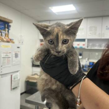 Athena -  Domestic Short Hair Cat for Adoption in Newark, New Jersey - Athena | PetCurious