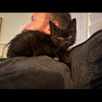 Domestic Short Hair Cats Available for Adoption - Benedict Bridgerton | PetCurious