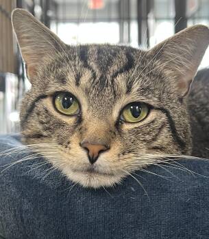 Edison -  Domestic Short Hair Cat for Adoption in Johnston, Rhode Island - Edison | PetCurious