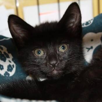 Domestic Medium Hair Cats Available for Adoption in Richmond, Virginia - Nikki | PetCurious