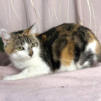 Calista -  Calico Cat for Adoption in Long Beach, Mississippi - Calista | PetCurious
