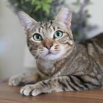 Domestic Short Hair Cats Available for Adoption - Jinx | PetCurious