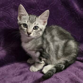 Minnesota -  Domestic Short Hair Cat for Adoption in Bentonville, Arkansas - Minnesota | PetCurious