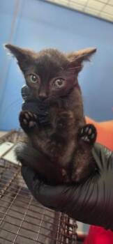 MIRA -  Domestic Short Hair Cat for Adoption in San Bernardino, California - MIRA | PetCurious