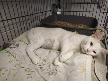 Angel -  Domestic Short Hair Cat for Adoption in Elmwood Park, New Jersey - Angel | PetCurious