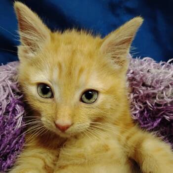 Rescue Domestic Short Hair Cats for Adoption in Newport News, Virginia - Kimchi | PetCurious