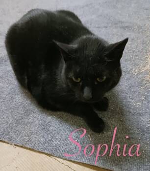 Rescue Domestic Short Hair Cats for Adoption in Port Washington, Wisconsin - Sophia | PetCurious