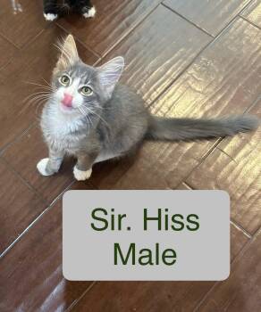 Sir hiss -  Domestic Medium Hair Cat for Adoption in El Centro, California - Sir Hiss | PetCurious