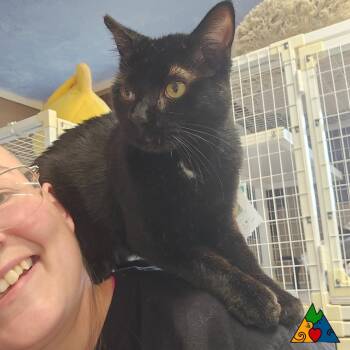 Rescue Domestic Short Hair Cats for Adoption in Douglas, Wyoming - Punkin | PetCurious