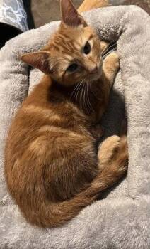 Jackson -  Domestic Short Hair Cat for Adoption in St. Peters, Missouri - Jackson | PetCurious