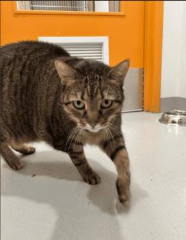 Rescue Domestic Short Hair Cats for Adoption in Boucherville, Quebec - Lilly | PetCurious