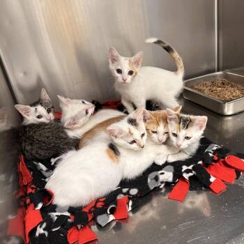 Toast -  Domestic Short Hair Cat for Adoption in Medford, Oregon - Toast | PetCurious