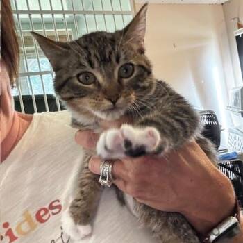 Luella -  Domestic Short Hair Cat for Adoption in Hutchinson, Minnesota - Luella | PetCurious