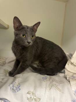 Marie (Conklin) -  Domestic Short Hair Cat for Adoption in Johnson City, Tennessee - Marie (Conklin) | PetCurious