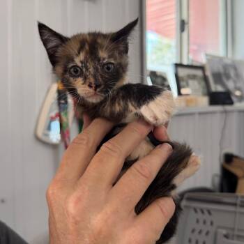 Chee - Chee -  Domestic Medium Hair Cat for Adoption in Spanish Fork, Utah - Chee - Chee | PetCurious
