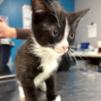 Domestic Short Hair Cats Available for Adoption - Jacobean | PetCurious