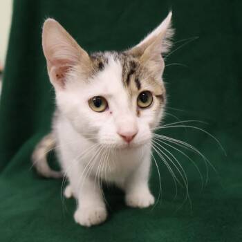 Gravy -  Domestic Short Hair Cat for Adoption in Saint Charles, Missouri - Gravy | PetCurious