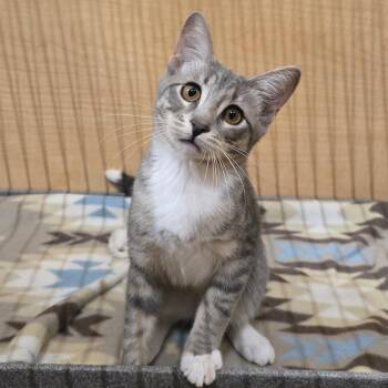 Jani -  Domestic Short Hair Cat for Adoption in Warr Acres, Oklahoma - Jani | PetCurious