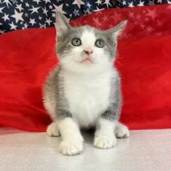 Peg-C -  Domestic Short Hair Cat for Adoption in East St. Louis, Illinois - Peg-C | PetCurious