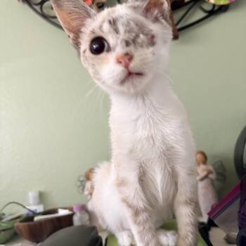 Shanti -  Domestic Short Hair Cat for Adoption in Hayward, California - Shanti | PetCurious