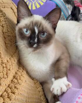White Stripe -  Siamese and Domestic Short Hair Cat for Adoption in New Braunfels, Texas - White Stripe | PetCurious