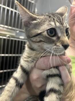 Carrie White -  Domestic Short Hair Cat for Adoption in Largo, Florida - Carrie White | PetCurious