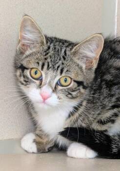 Sapphire -  Domestic Short Hair Cat for Adoption in Bellevue, Washington - Sapphire | PetCurious