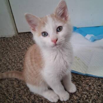 Domestic Short Hair Cats Available for Adoption in Blackfoot, Idaho - Marshmallow | PetCurious