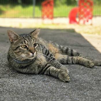 Teenage Mutant Ninja Kitty -  Domestic Short Hair Cat for Adoption in Louisville, Kentucky - Teenage Mutant Ninja Kitty | PetCurious