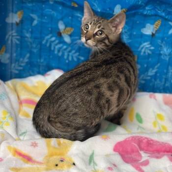 American Shorthair Cats Available for Adoption in Greenfield, Indiana - Insider Trading | PetCurious