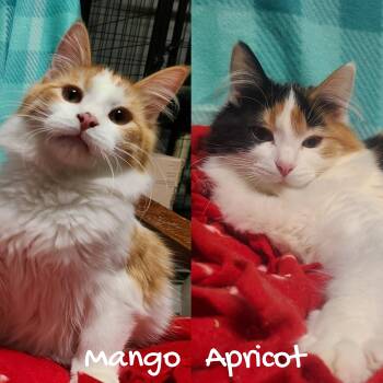 Domestic Medium Hair Cats Available for Adoption - MANGO & APRICOT | PetCurious