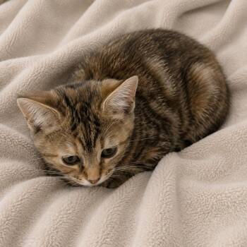 Alma -  Domestic Short Hair Cat for Adoption in NEW PT RICHEY, Florida - Alma | PetCurious