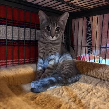 Nile -  Domestic Short Hair Cat for Adoption in Melbourne, Arkansas - Nile | PetCurious