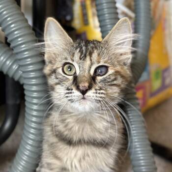 Rescue Domestic Medium Hair Cats for Adoption in Sonora, California - Kookaburra | PetCurious