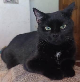 Rescue Domestic Short Hair Cats for Adoption in Everettville, West Virginia - Scarlett | PetCurious